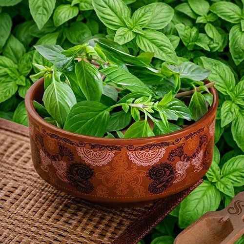Basil Sweet Leaves